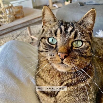 Foto van vermiste kat in Ampsin