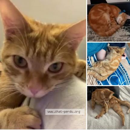 Photo 1/1 Cat reunited Lost in Le blanc mesnil