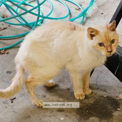 Picture of cat found at Hoquiam