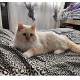 Picture of cat lost at Brignais