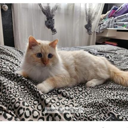 Photo 1/1 Cat reunited Lost in Brignais