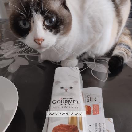 Photo 1/1 Belette Chat lost in Pfastatt