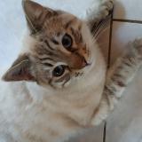 Picture of cat lost at Fabregues