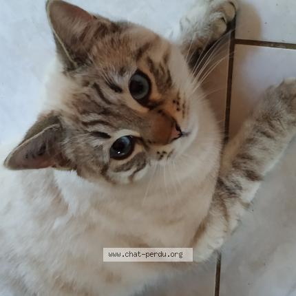 Photo 1/1 Malo Chat lost in Fabregues