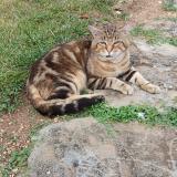 Picture of cat lost at Givaudins
