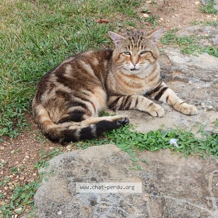 Photo 1/1 Sauvage Chat lost in Givaudins