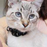 Picture of cat lost at Epinal