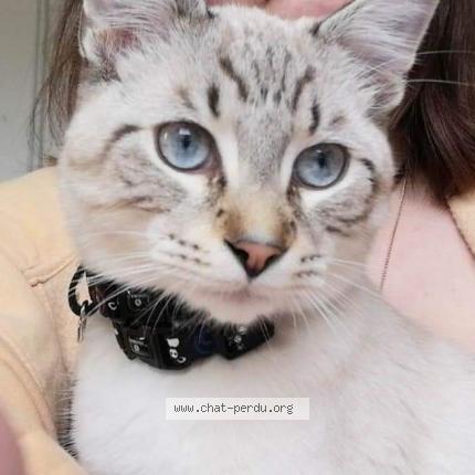 Photo 1/1 Kissa Chat lost in Epinal