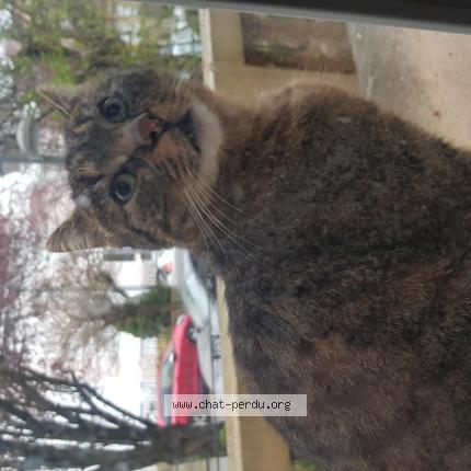 Photo 1/1 Cat reunited Found in Thionville