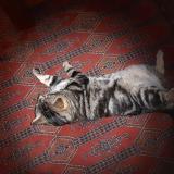 Picture of cat lost at Le Bailleul