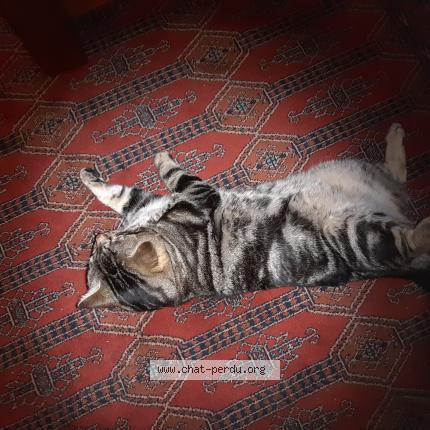 Photo 1/1 Tigrou Chat lost in Le bailleul