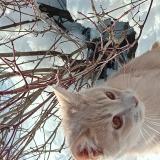 Picture of cat lost at Preverenges