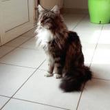 Picture of cat lost at Fresines