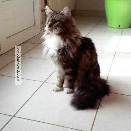 Photo 1/1 Jess Chat lost in Fresines