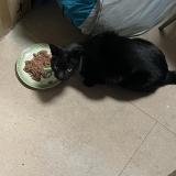 Picture of cat found at Brignais