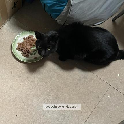 Photo 1/1 Cat reunited Found in Brignais