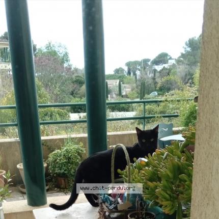 Photo 1/5 Found cat Found in Nimes