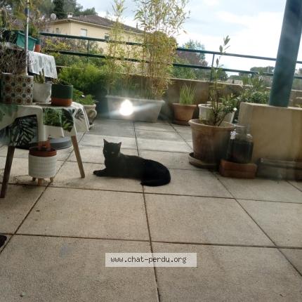 Photo 2/5 Found cat Found in Nimes