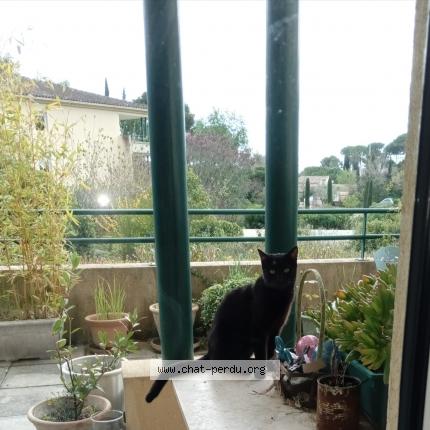 Photo 3/5 Found cat Found in Nimes