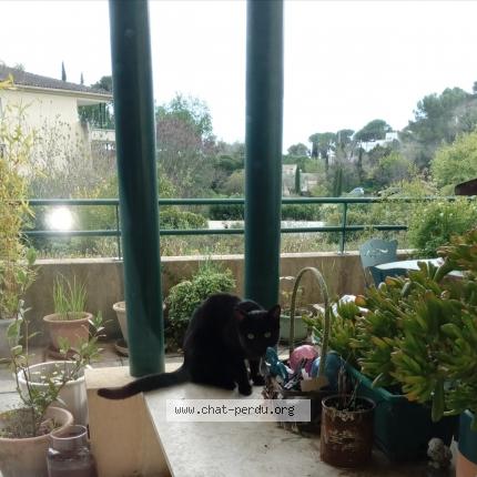 Photo 4/5 Found cat Found in Nimes