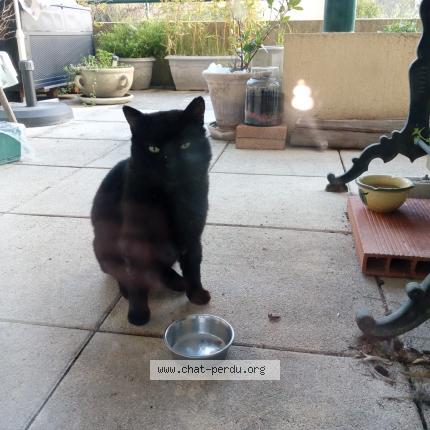 Photo 1/4 Found cat Found in Nimes