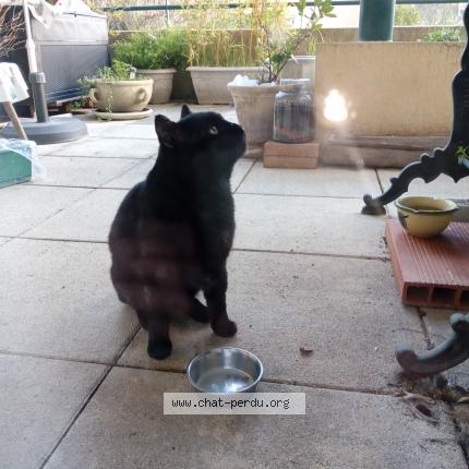 Photo 2/4 Found cat Found in Nimes