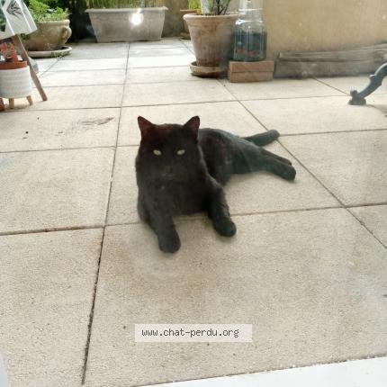 Photo 3/4 Found cat Found in Nimes