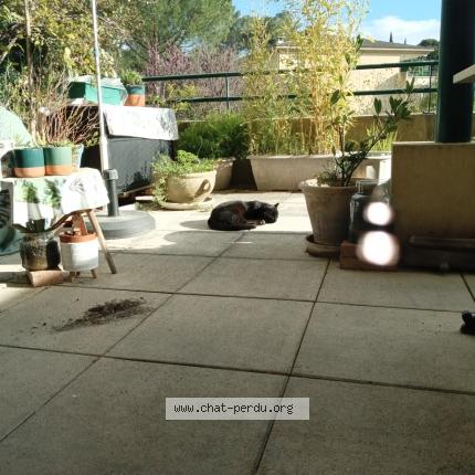 Photo 4/4 Found cat Found in Nimes