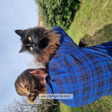 Photo 1/1 Fudji Chat lost in Isle sur la sorgue