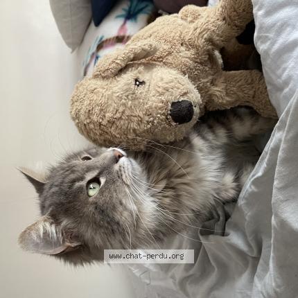 Photo 1/1 Reunited cat Lost in Le Pontet