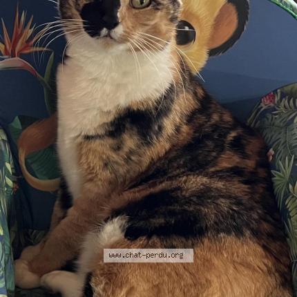 Foto 1/1 Kat teruggevonden Vermist in Quaregnon