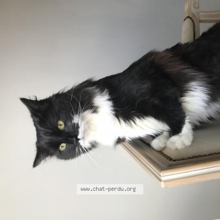 Photo 1/1 Elvis Chat lost in Tourcoing