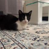 Blackie