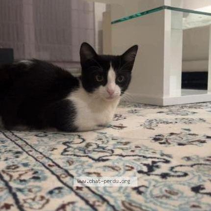 Foto 1/1 Wiedergefundene Katze Verloren in Steinsel
