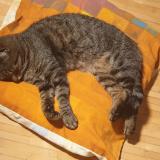 Picture of cat lost at Aire