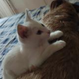 Picture of cat lost at Plumaugat