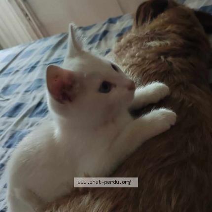 Photo 1/1 Pokémon Chat lost in Plumaugat