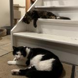 Picture of cat lost at Evionnaz