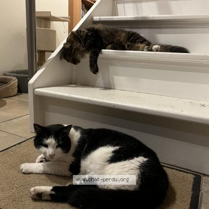 Photo 1/1 Jpeg Chat lost in Evionnaz