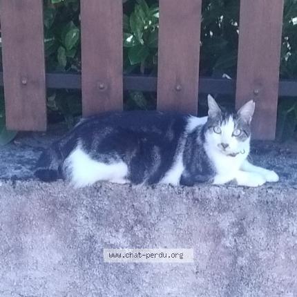 Photo 1/1 Toru Chat lost in Terre de bancalie