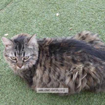 Photo 1/3 Mimi Chat lost in Beziers