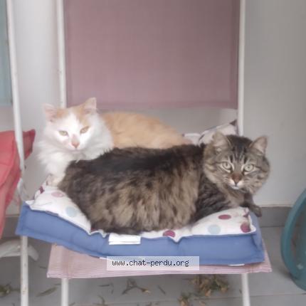 Photo 2/3 Mimi Chat lost in Beziers