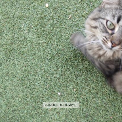 Photo 3/3 Mimi Chat lost in Beziers