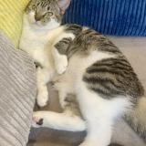 Picture of cat lost at Virsac