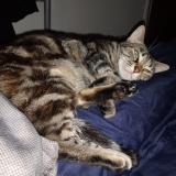 Picture of cat lost at Nantes