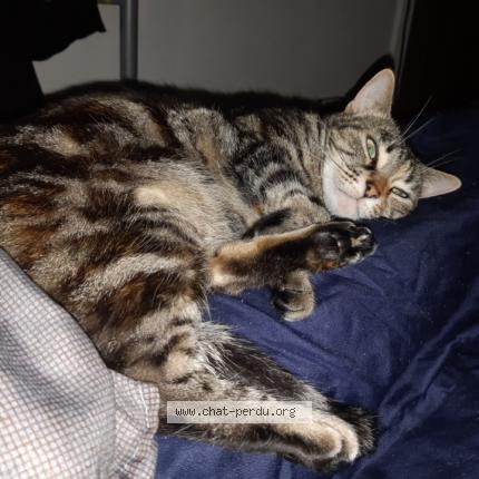 Photo 1/1 Altaïre Chat lost in Nantes