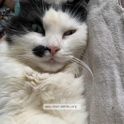 Photo 1/1 Anouchka Chat lost in Montpellier