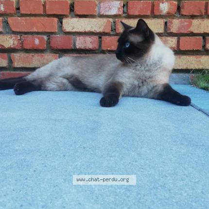 Foto 1/1 Kat teruggevonden Vermist in Lot