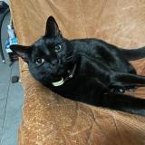 Picture of cat lost at Samoreau