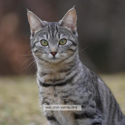 Photo 1/1 Pocket Chat lost in Gryon